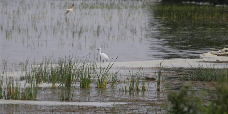 Kızılırmak'ın bazı bölgelerinde balık avı yasağı