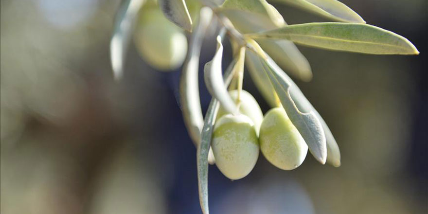 Şehit kaymakamın Muhammed Fatih Safitürk'ün zeytinleri filizlendi