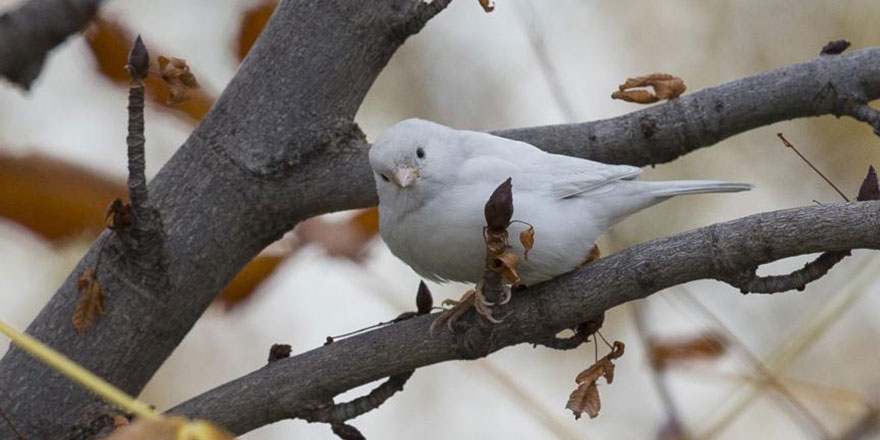 Nadir rastlanan 'beyaz ağaç serçesi' başkentte görüldü