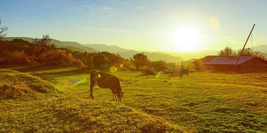 Hindistan’da inek kestikleri için 7 kişi gözaltına alındı