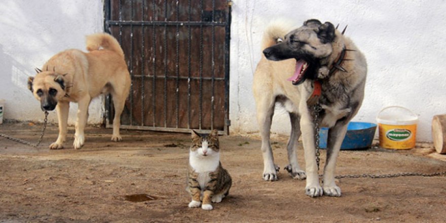 Kangallar ve Kediler arasında sıra dışı dostluk