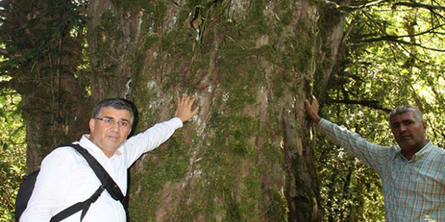 Kahramanmaraş'ta 2 bin 800 yıllık porsuk ağacı korumaya alınıyor