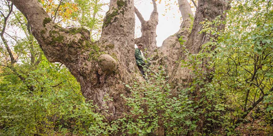 'Osmanlı'nın beşiği'ndeki anıt ağaçlara özel bakım