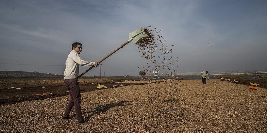 Reyhanlı'da yaşayan Suriyelilerin yer fıstığı tarlalarında ekmek mücadelesi