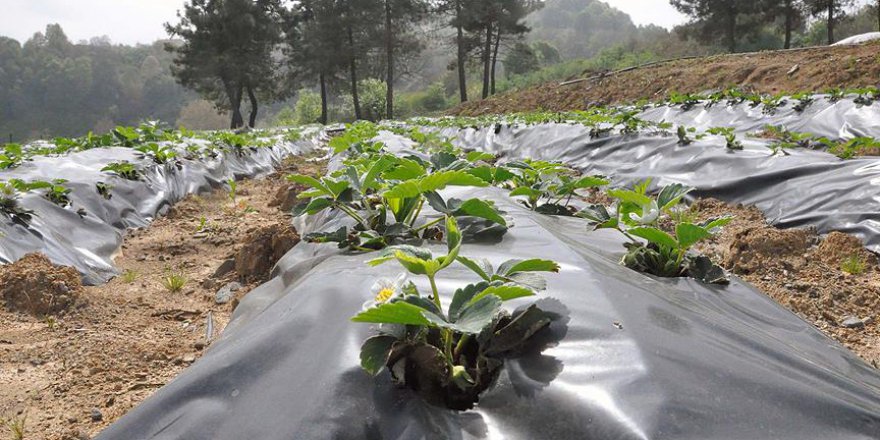 Osmanlı Çileği artık dünyada kabul görüyor