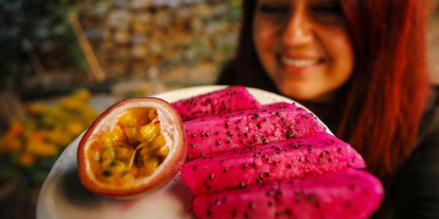 Türkiye'de bir ilk: Tropik meyve tescillendi