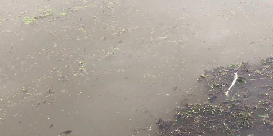 İzmit Körfez'inde durum vahim