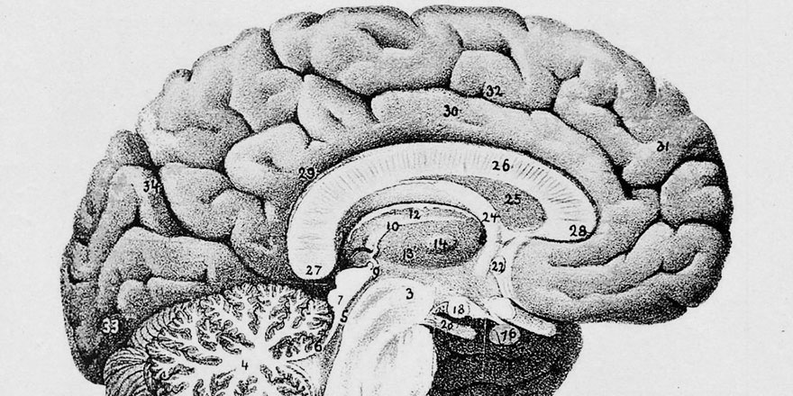 İnsan beyninde yeni bir bölge keşfedildi