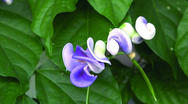 İzmir'in unutulmaya yüz tutmuş çiçeği: Selluka