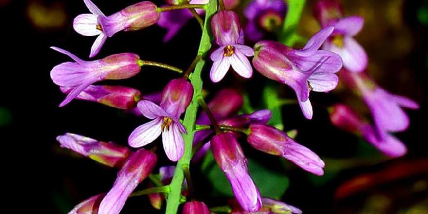 Asi Nehri'nde keşfettiği bitki ile adını bilim kitaplarına yazdırdı
