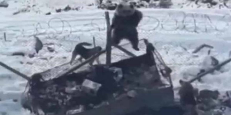 Aç kalan ayı Kato Dağı'nda askeri üsse girdi