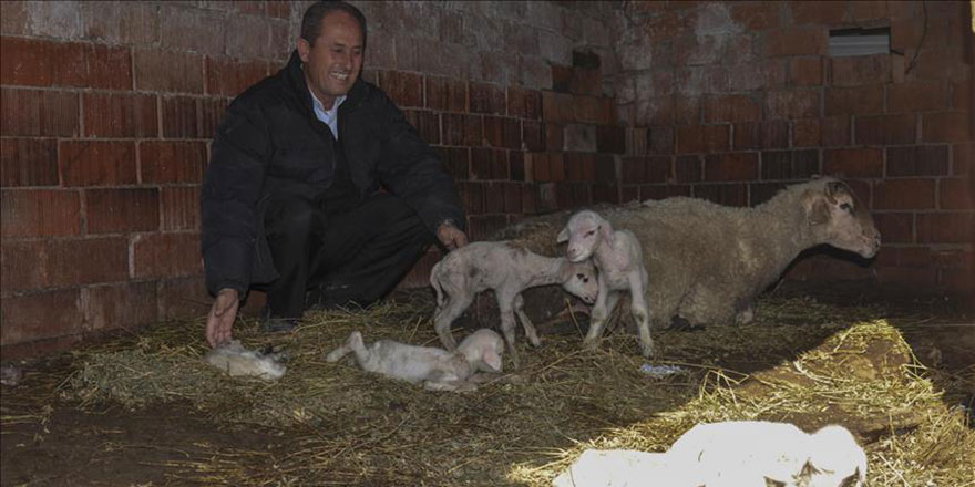 Maşallah: Tek batında 6 kuzu doğurdu