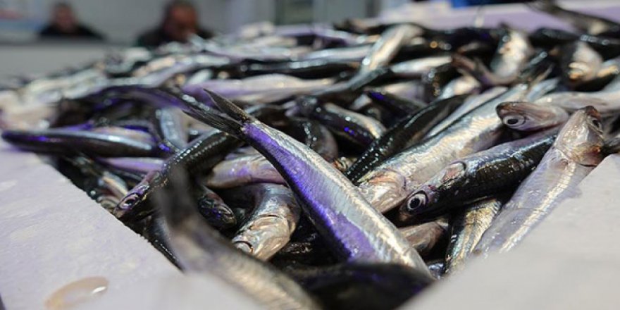 Balıkçıların yüzü hamsi ile gülüyor