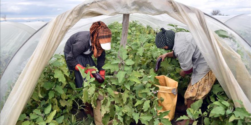 Çiftçiler sular altında kalan ürünlerini kurtarmaya çalışıyor