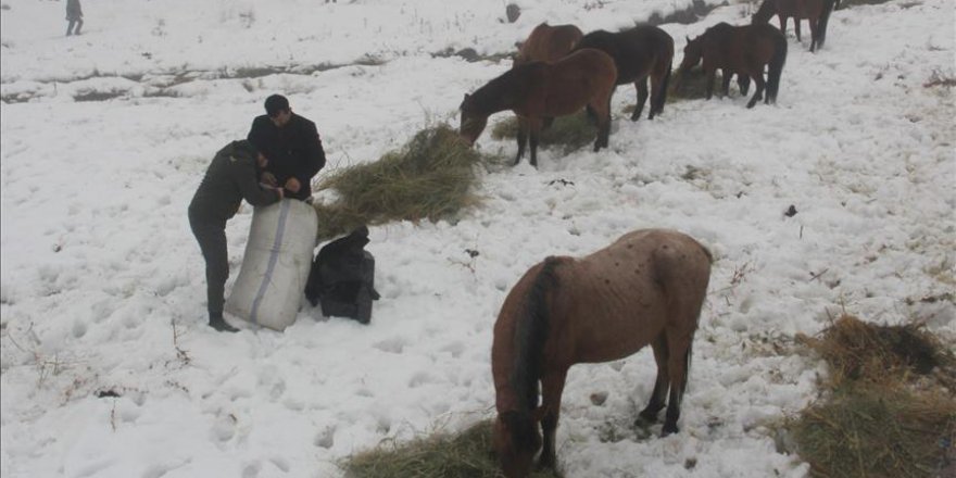 Kar yağışından sonra beslenemeyen atlara belediye sahip çıktı