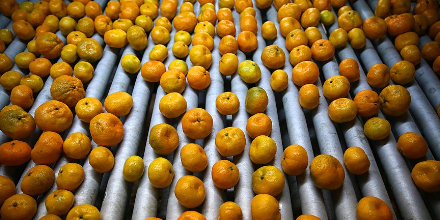 Adanalı narenciye üreticisinin yüzü gülüyor