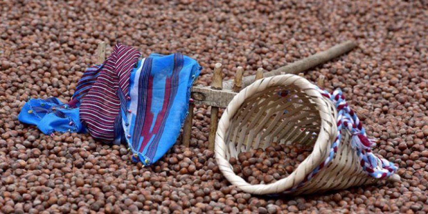 Fındık üreticisine "gelir desteği" uyarısı