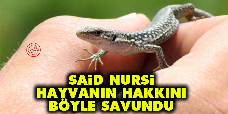 Said Nursi, hayvanın hakkını böyle savundu