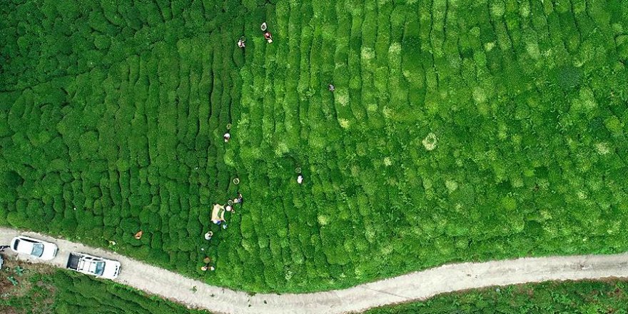 Karadeniz Havzası'ndaki 5 ülke 'çay' için bir araya geldi