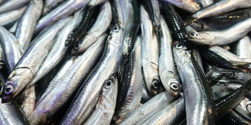 Türkiye'den 20 ülkeye hamsi ihraç edildi