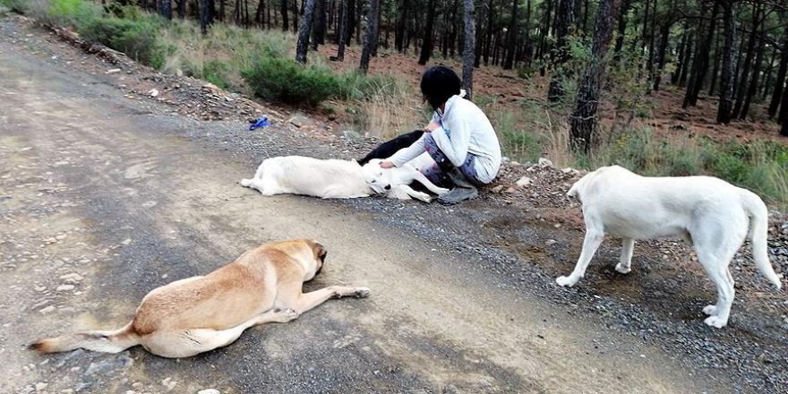 Sakinleştirici ilaç verilen 11 köpeğin sokağa bırakılmasına soruşturma