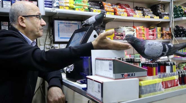 Leblebici güvercinler büfenin müdavimi oldu