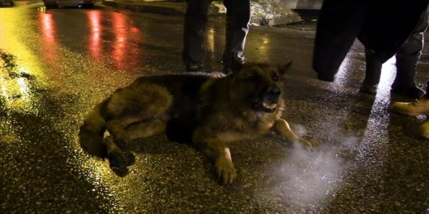 Yaralı köpek için montunu sedyeye serdi