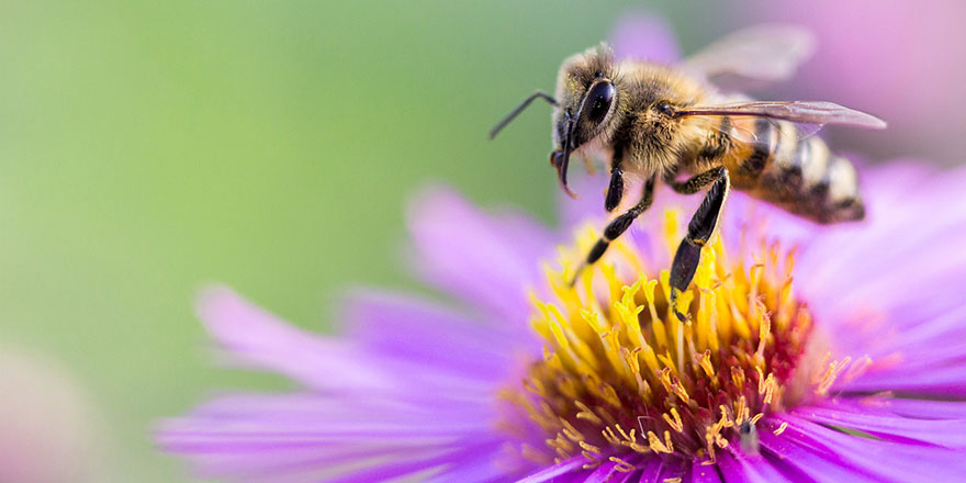 'Rekolte kaybı çam balı fiyatlarını etkileyecek'