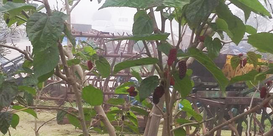 Aralık ayında dut ağacında yeniden meyve olgunlaştı