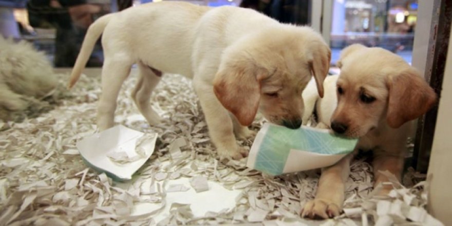 İngiltere'de yavru kedi ve köpeklerin mağazada satışı yasaklandı