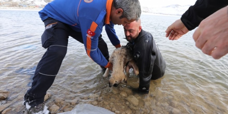 Donmak üzere olan köpeği buzları kırıp kurtardı