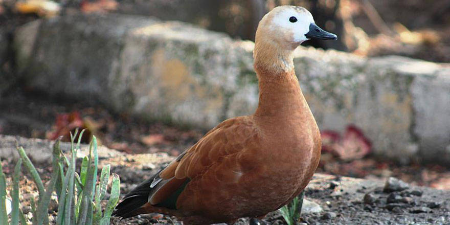 Angut demeden önce düşünmek lazım! Mübarek hayvan
