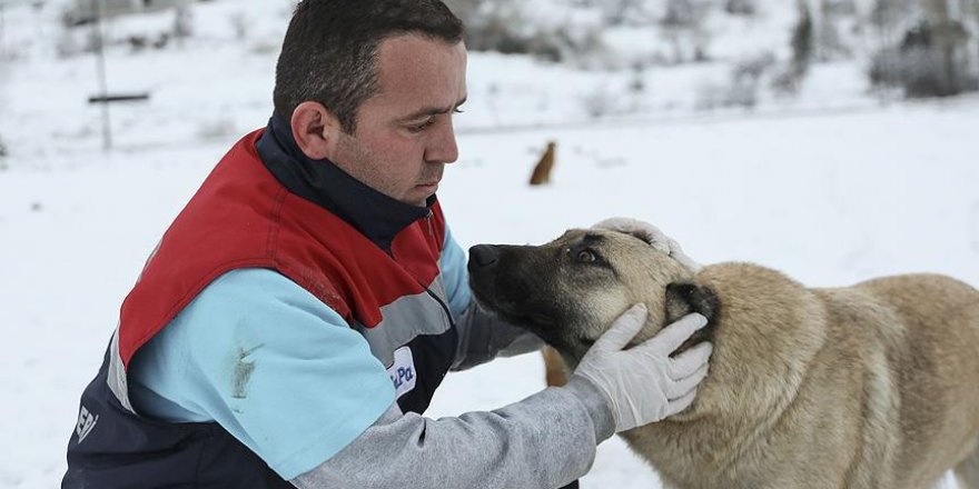 Ankara'da ekipler sokak hayvanlarını unutmadı