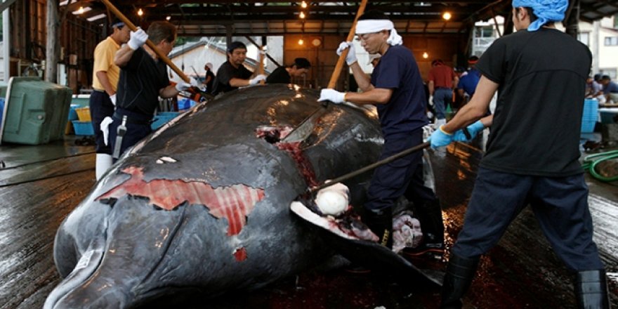 Japonya'ya "balina avcılığı kararından dön" çağrısı