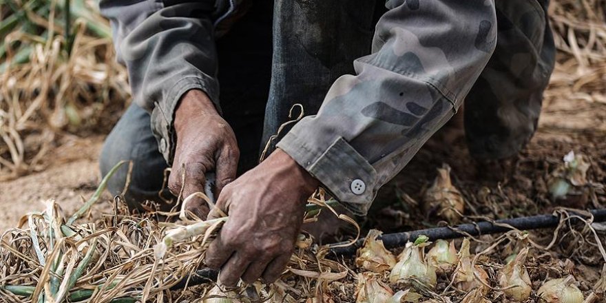 İsrail’de çalışan Taylandlı işçiler ölümle karşı karşıya