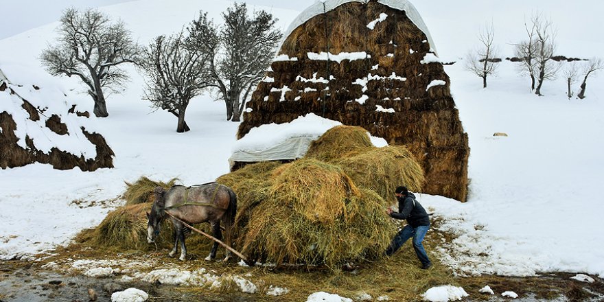 Dondurucu soğuklara aldırmadan hayvanlarını besliyorlar