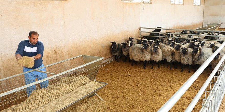 Pilot üniversiteden 'tarım ve hayvancılık' atağı