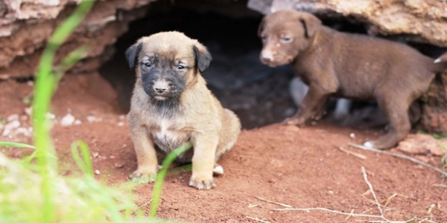 Osmaniye'de hayvanseverler yağmur altında kalan köpeklere sahip çıktı