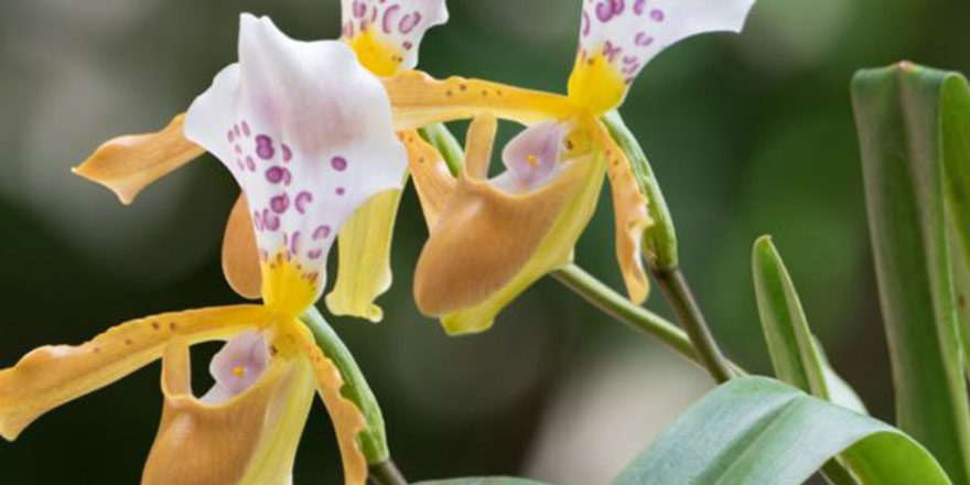 Evde kolaylıkla yetiştirilebilecek 10 çiçek