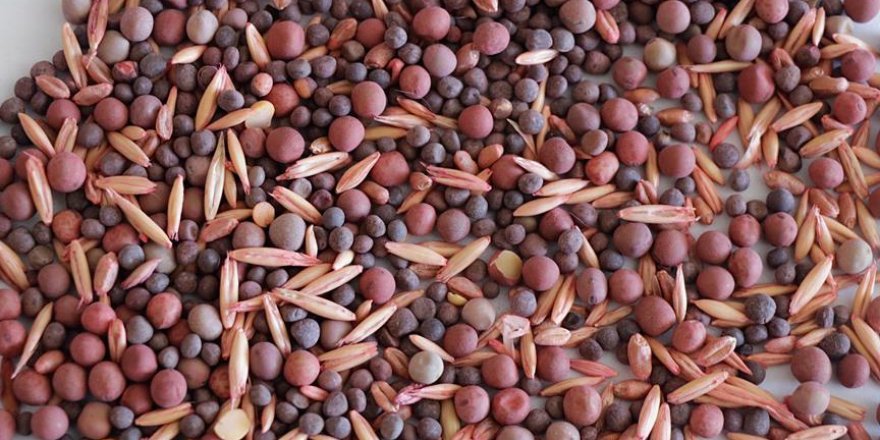 Konya'da üretilen bu tohum verimliliği katlayacak