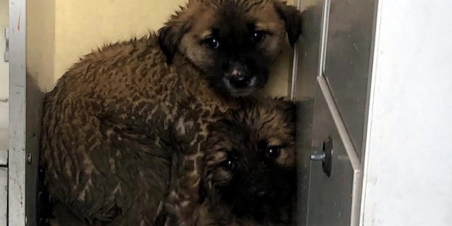 Sulama kanalına düşen 2 yavru köpek kurtarıldı