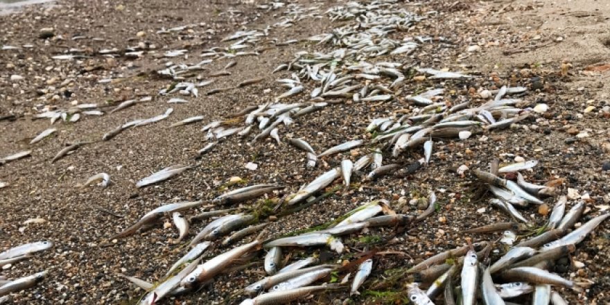 Çanakkale'de balık ölümleri korkuttu