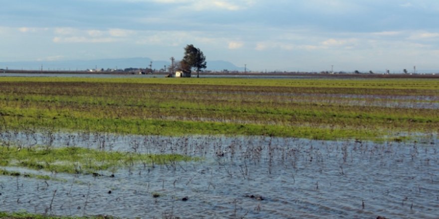 Hatay'daki yağışlarda on binlerce dekar tarım alanı hasar gördü