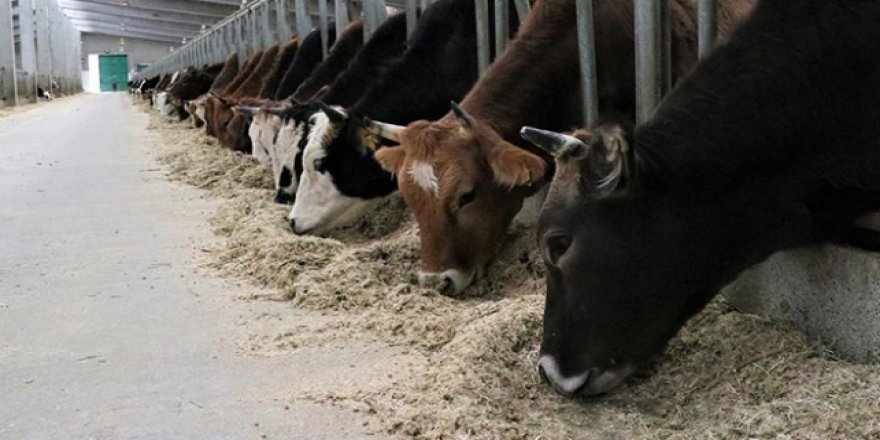 Hayvancılıkta yüksek teknolojiye geçiş hazırlığı
