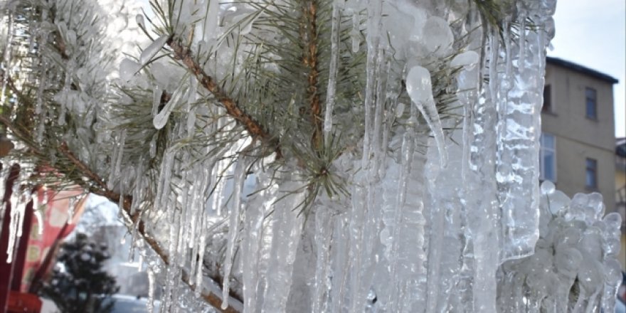 Sıfırın altında 28'i gören Kars'ta ağaçlar buz tuttu