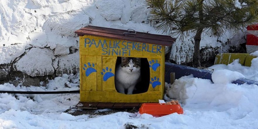 Seçim sandıklarından sokak kedilerine yuva yaptılar
