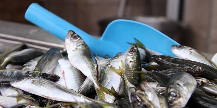Karadeniz'de hamsi azaldı, istavrit bereketlendi