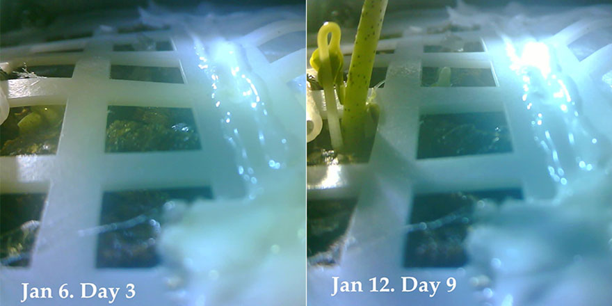 Ay'a gönderilen tohumlar filizlendi iddiası