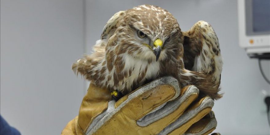 Soğuktan bitkin düşen atmaca koruma altına alındı
