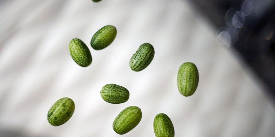 Türkiye'de zeytin büyüklüğünde karpuz üretildi